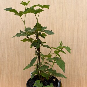 May include: A young blackberry plant with vibrant green, serrated leaves growing in a black plastic nursery pot. The plant features multiple upright stems with visible thorns. A pair of black and yellow pruning shears is positioned at the base.