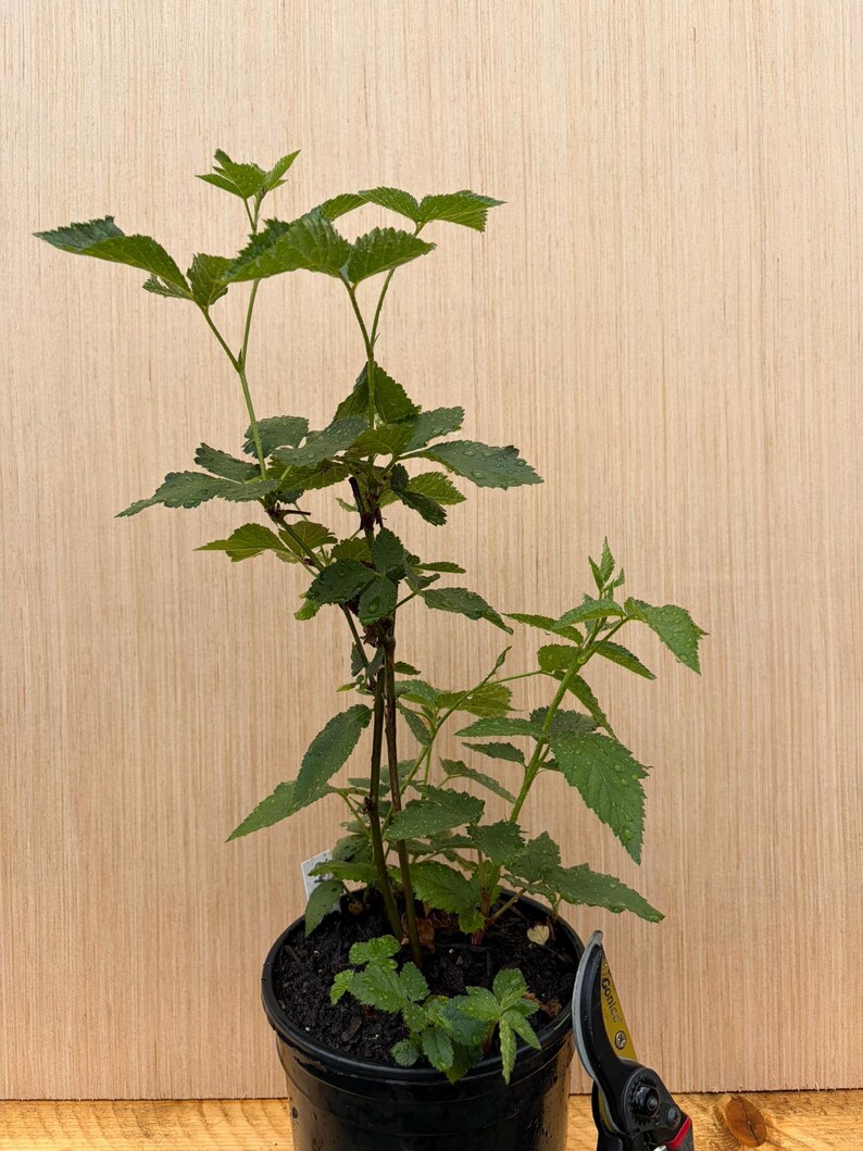 May include: A young blackberry plant with vibrant green, serrated leaves growing in a black plastic nursery pot. The plant features multiple upright stems with visible thorns. A pair of black and yellow pruning shears is positioned at the base.