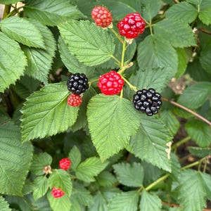 Puede incluir: Una zarza de moras con varios racimos de frutos en distintas etapas de desarrollo, desde peque&ntilde;as bayas rojas inmaduras hasta grandes moras negras brillantes y maduras, todo rodeado de hojas verdes con bordes serrados.