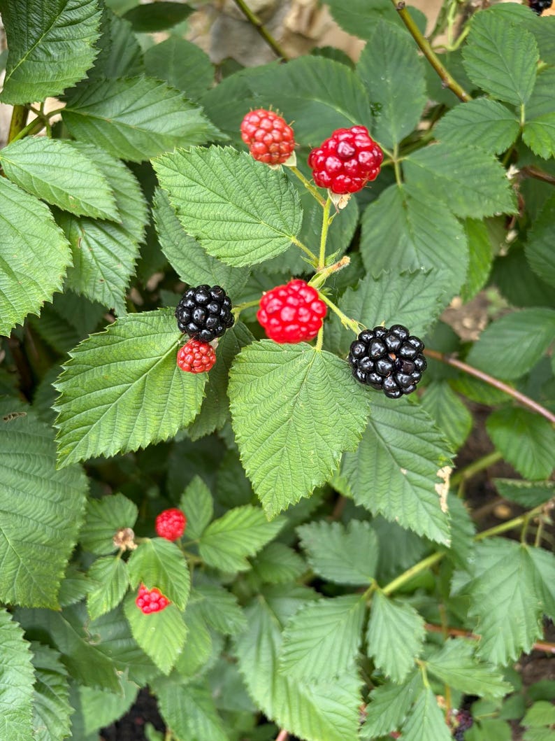 Puede incluir: Una zarza de moras con varios racimos de frutos en distintas etapas de desarrollo, desde peque&ntilde;as bayas rojas inmaduras hasta grandes moras negras brillantes y maduras, todo rodeado de hojas verdes con bordes serrados.