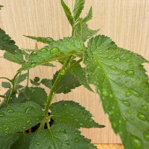 May include: A vibrant green plant with serrated leaves covered in clear water droplets. The plant features multiple stems and pointed foliage, with the moisture highlighting the texture and veins of each leaf against a light wood-toned backdrop.