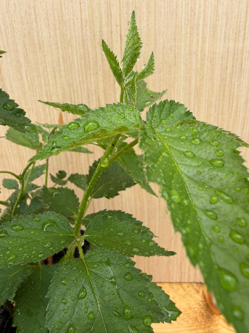 May include: A vibrant green plant with serrated leaves covered in clear water droplets. The plant features multiple stems and pointed foliage, with the moisture highlighting the texture and veins of each leaf against a light wood-toned backdrop.