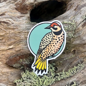 May include: A sticker of a yellow-bellied sapsucker woodpecker with black and white markings, perched on a branch. The bird is facing to the left and has a red crown. The sticker is on a light blue background.