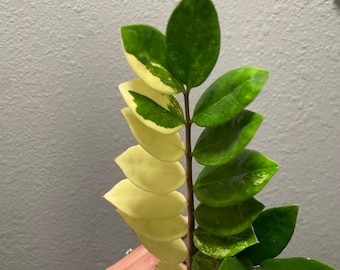 Zz var. - Exacte plant - gratis standaard verzending ~ verzending ma/di