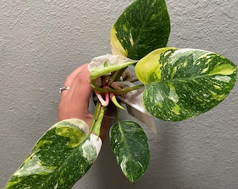 Philodendron White Princess Tri Color ~ Exact plant ~ free standard shipping