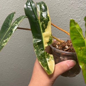 May include: Close-up of a Philodendron Burle Marx Variegata plant. The leaves are a vibrant green with patches of yellow and white variegation. The plant is in a clear plastic pot with visible soil and roots.