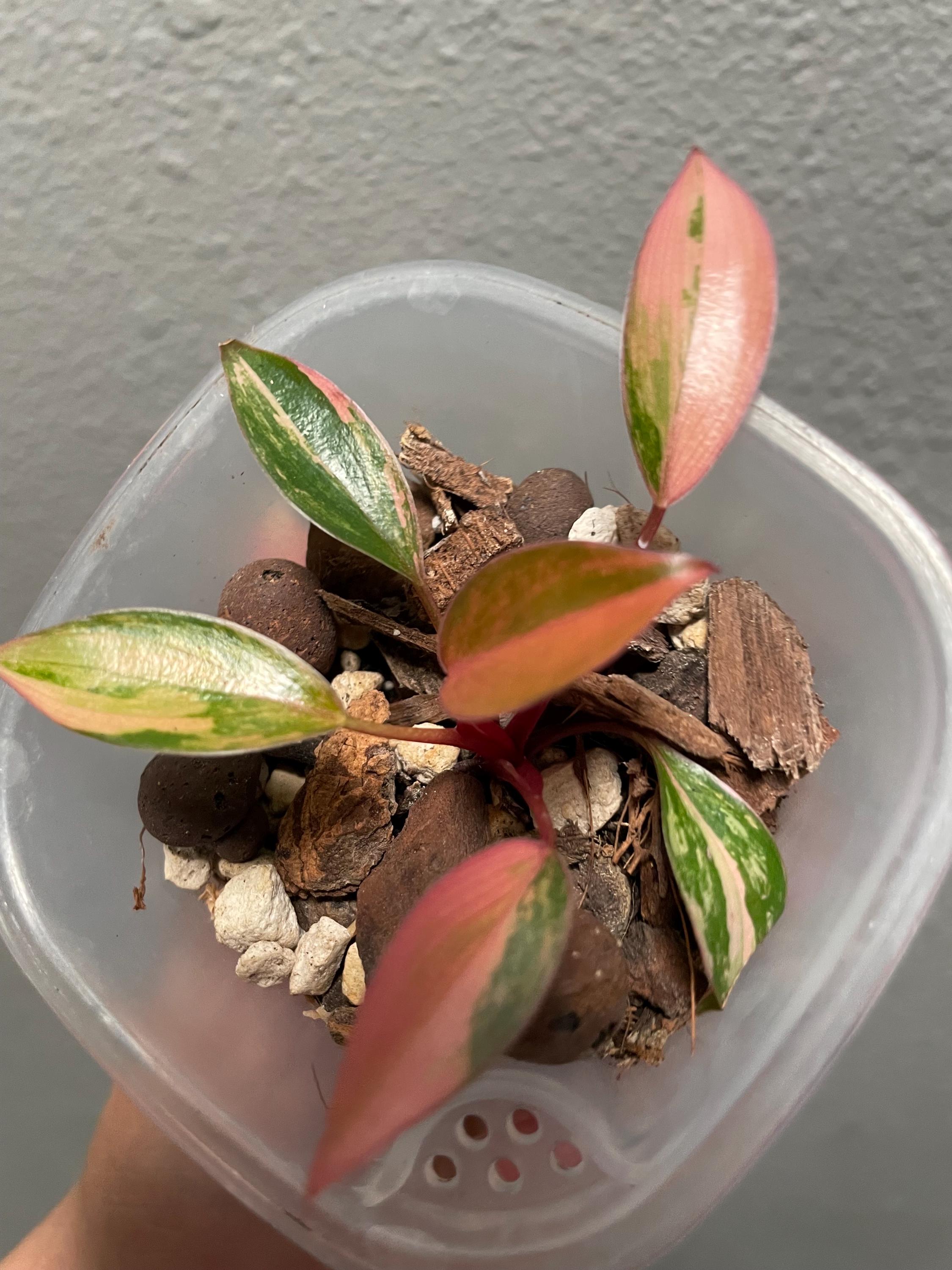 Variegated philodendron congo - Etsy 日本