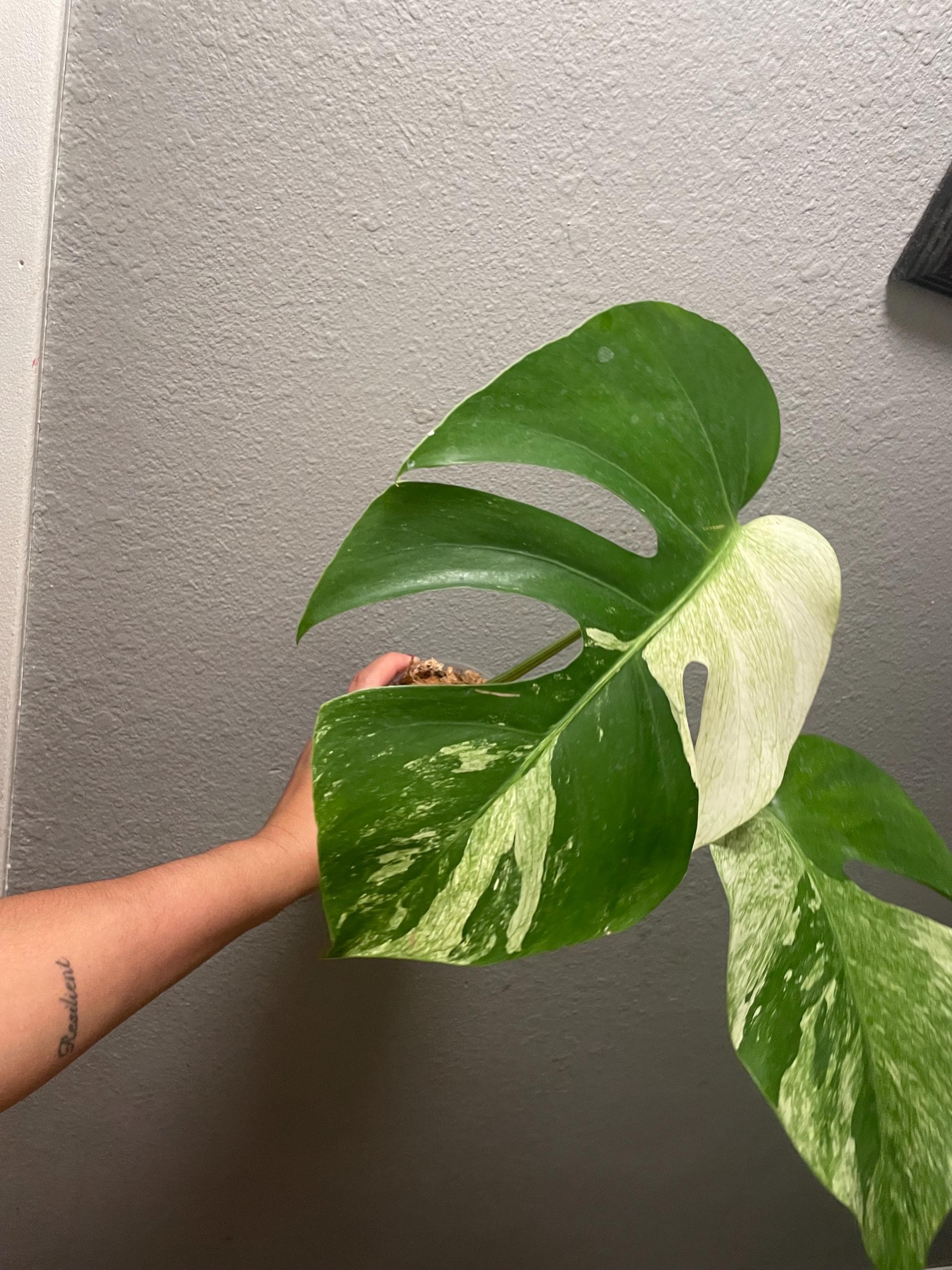 Monstera mint noid jungle mint - Etsy 日本