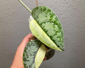 Scindapsus Maharlika Var. ~ Enraizado - planta exacta - envío estándar gratuito
