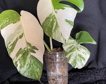 Monstera Albo