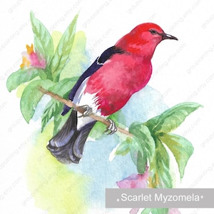 Uccello Myzomela scarlatto, dipinto a mano originale, dipinto ad acquerello, dipinto su carta, belle arti, pezzo unico, decorazione per la stanza dall'Ucraina