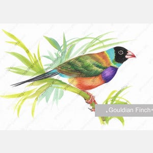 Gouldian Finch Bird, Hand Painted Original, Watercolor Painting, Animal Picture on Paper, Small Fine Art, One of a Kind, Living Room Decor