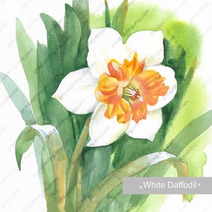 Narciso bianco, dipinto a mano originale, dipinto di fiori ad acquerello, quadro floreale su carta, piccola opera d'arte, pezzo unico, decorazione per il soggiorno