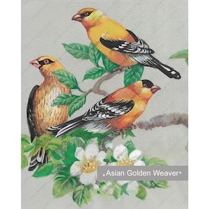 Uccelli tessitori dorati asiatici, dipinti a mano originali, acquerello, immagine di animali su carta, piccola opera d'arte, pezzo unico, decorazione per la stanza