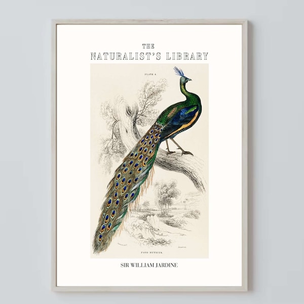 Vintage Peafowl Print : The Naturalist’s Library, Elegant, Eclectic, Boho, Art Print, Exhibition Posters, Gallery Wall Art, Art Gift