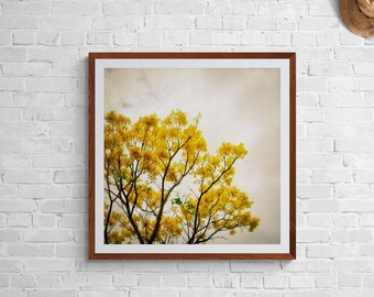 Yellow Gray Wall Art, Mustard Yellow Decor, Hawaii Tree Photo, Golden Wall Art, Oahu Nature Photo, Dreary Sky Art, Tree Photograph, Gray Art