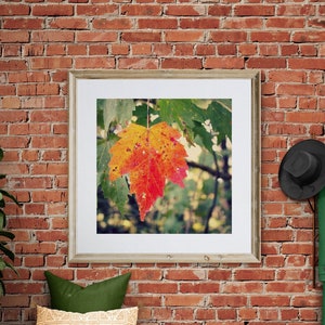 Maple Leaf Photo, Autumn Photograph, Orange Autumn Leaf, Green Orange Decor, Woodland Photograph, Autumn Wall Art, Autumn Leaves Print image 1