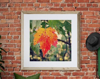 Maple Leaf Photo, Autumn Photograph, Orange Autumn Leaf, Green Orange Decor, Woodland Photograph, Autumn Wall Art, Autumn Leaves Print