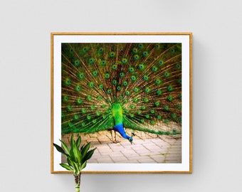 Peacock Photograph, Peacock Feathers Wall Art, Bright Blue Neon Green, Bird Photo, Bold Colors, Square Modern Art Print, Surreal Photograph