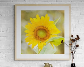 Sunflower Photo Print, Square Sunflower Print, Sunflower Art, Yellow Flower Photograph, Square Floral Art Print, Yellow Green Wall Art