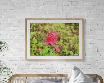 Pink Green Wall Art, Hot Pink Lime Green, Azalea Photograph, Bright Nature Photo, Macro Photograph, Bright Floral Decor, Spring Flower Photo