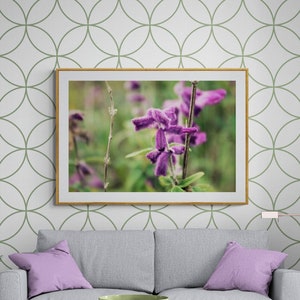 Purple Salvia Flower Photograph: Botanical Garden Art Print