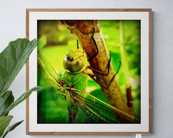 Dragonfly Wall Art, Insect Photo, Macro Photography, Bright Green Art, Wildlife Photograph, Dragonfly Photo, Square Photo Print, Tropical