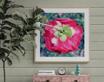 Hot Pink Camellia Photograph, Magenta Flower Photo,  Pink Green Blue Art, Floral Photograph, Spring Bloom Photo, Camellia Wall Art