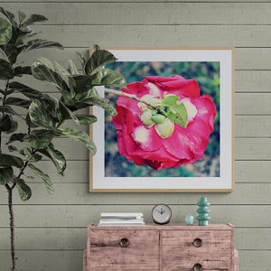 Magenta Camellia Flower Photograph: Mississippi Spring Bloom Wall Art