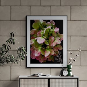 Wilted Flower Photo, Hydrangea Photo, Moody Flower Art, Dramatic Nature Art, Pink Green Wall Art, Floral Photograph, Flower Petals Photo image 1