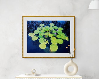 Lily Pad Photograph, Dark Blue Bright Green Art, Lavender Flower Art, Botanical Garden Art, Garden Pond Photo, Bold Nature Photo, Lily Pads