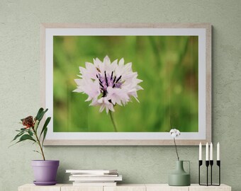 Cornflower Photo, Lavender Green Photo, Green Purple Art, Floral Photograph, White Flower Photo, Bright Flower Art, Cornflower Wall Art