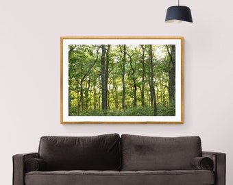 Green Nature Art, Green Forest Photo, Trees Photo, Green Tree Art, Tree Trunks Photo, Light in Woods, Sunlight in Forest, Woodland Print