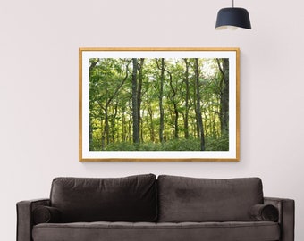 Green Forest Photo: Sunlight Through Trees, Woodland Print