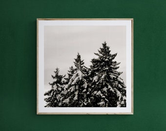 Evergreen Tree Art, Tree Snow Photo, Pine Trees Photo, Winter Photograph, Winter Wall Art, Evergreen Tree Photo, Snow Photo, Black White Art