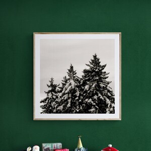 Winter Pine Tree Photo: Black and White Snowscape Wall Art