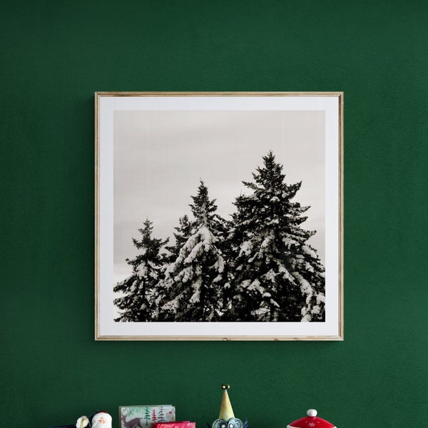 Evergreen Tree Art, Tree Snow Photo, Pine Trees Photo, Winter Photograph, Winter Wall Art, Evergreen Tree Photo, Snow Photo, Black White Art