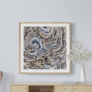 Gray Abstract Art, Wild Mushroom Photo, Swirly Art Print, Trametes Versicolor Photo, Fungus Photo, Lichen Photo, Turkey Tail Mushroom Art