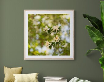 Photo de gardénia, impression de gardénia, art floral de gardénia, photo de fleur blanche, art de fleur blanche, photographie florale, impression de photo de fleur carrée