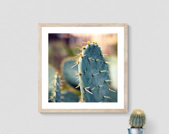 Photo de cactus, art mural sud-ouest, décoration d'intérieur bleu sarcelle, photographie de nature, art mural Texas, art du désert, photo botanique, impression carrée, art de cactus