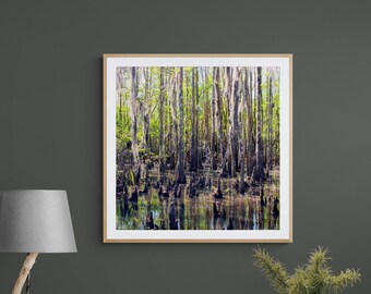 Bayou Photograph, Honey Island Swamp Photograph, Cypress Trees Photo, Louisiana Wall Art, Green Brown Gray Art, Cajun Wall Art, Low Country