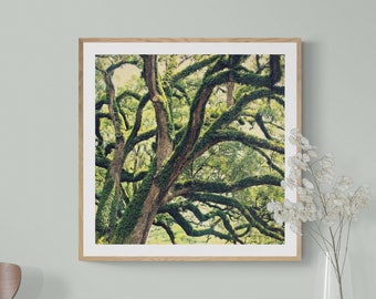 Fotografía de un roble vivo: Arte mural natural de Luisiana