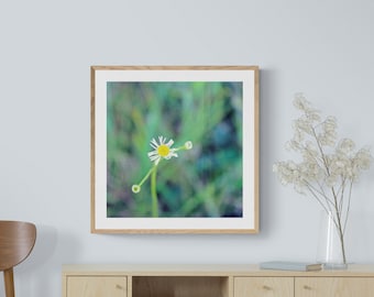 Little Flower Art, Wildflower Photo, Sea Foam Green Dark Blue, Floral Wall Art, Blue Green Yellow, Macro Nature Photo, White Yellow Flower