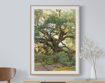 Live Oak Tree Photo, Tree Photography, Green Wall Art, Twelve Oaks, Ocean Springs Tree Art, Deep South Art, Southern Wall Art, Live Oak Art