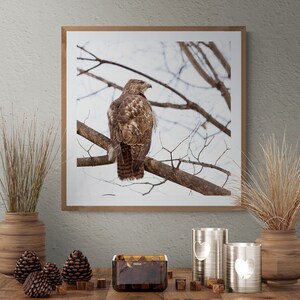 Winter Hawk Perched in Tree: Nature Photography Print