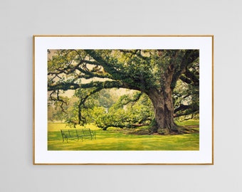 Oak Alley Plantation Photo: Louisiana Live Oak Tree Landscape Art