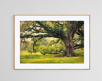 Photo de chênes verts, plantation d'Oak Alley, photographie de Louisiane, art mural végétalien, photo Grand Sud, art de chênes verts, photographie de paysage