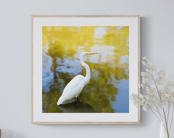 Fototryck av vit hägret: Kustfågelfotografi, konst på Gulfkusten