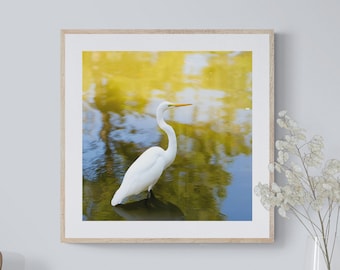 Egret Photo Print, Coastal Bird Photo, White Bird Photo, White Egret Photo, Bird in Pond, Wildlife Photography, Egret Print, Gulf Coast Art