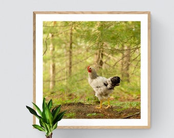 Chicken Photo, Rooster Art, Country Photo, Chicken Art, Chicken Print, Chicken Outdoors Art, Rooster Photo, Country Wall Art, Country Decor